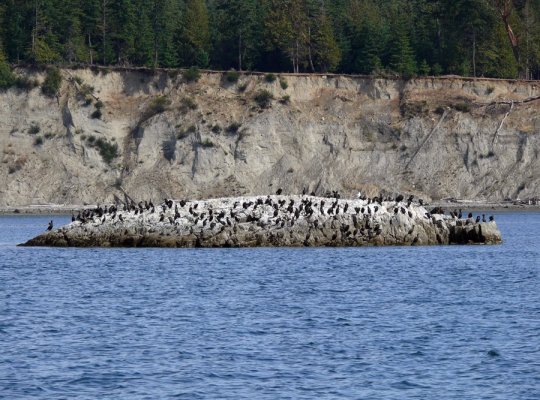 cormorant island.jpg