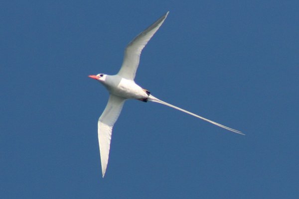 tropicbird 3.jpg