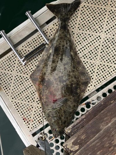 Halibut 42%22 34lb.jpg