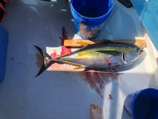 Yellowfin Tuna, 41 inches, 48 lbs.jpeg