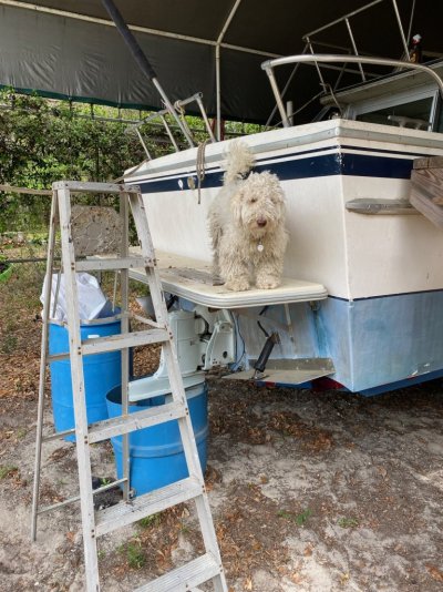 Toby on theswim platform 1.jpeg