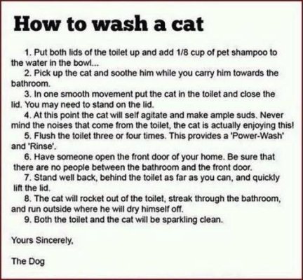 How to wash a cat.jpg