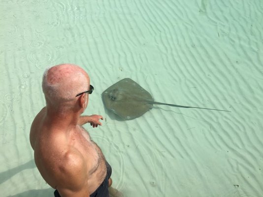 stingray.jpg