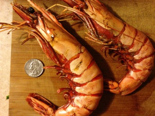 Tiger Prawn 2.jpg