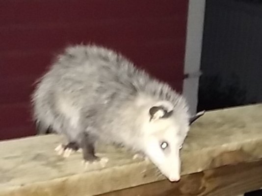 20170911_Possum.jpg