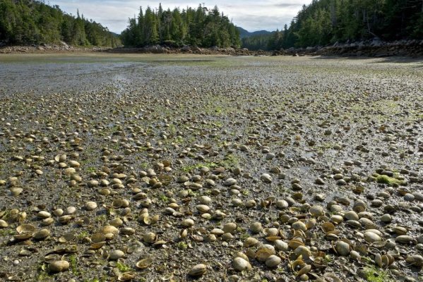 Betteridge Inlet.jpg