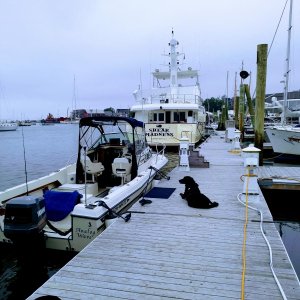 At the front Street marina in Belfast Maine