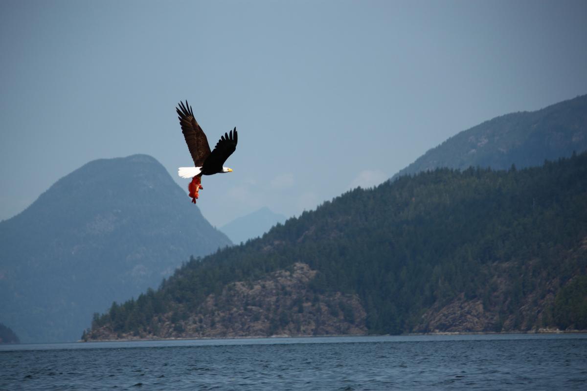 Eagle and mountain1